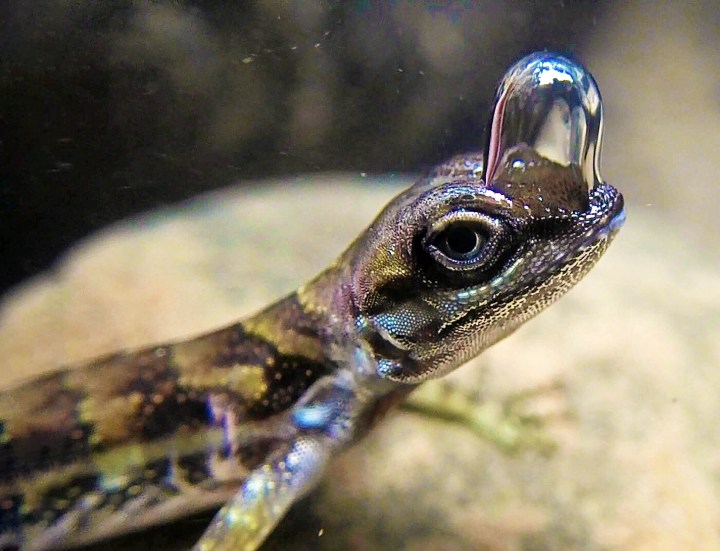 An Anolis aquaticus with a bubble on its nose.