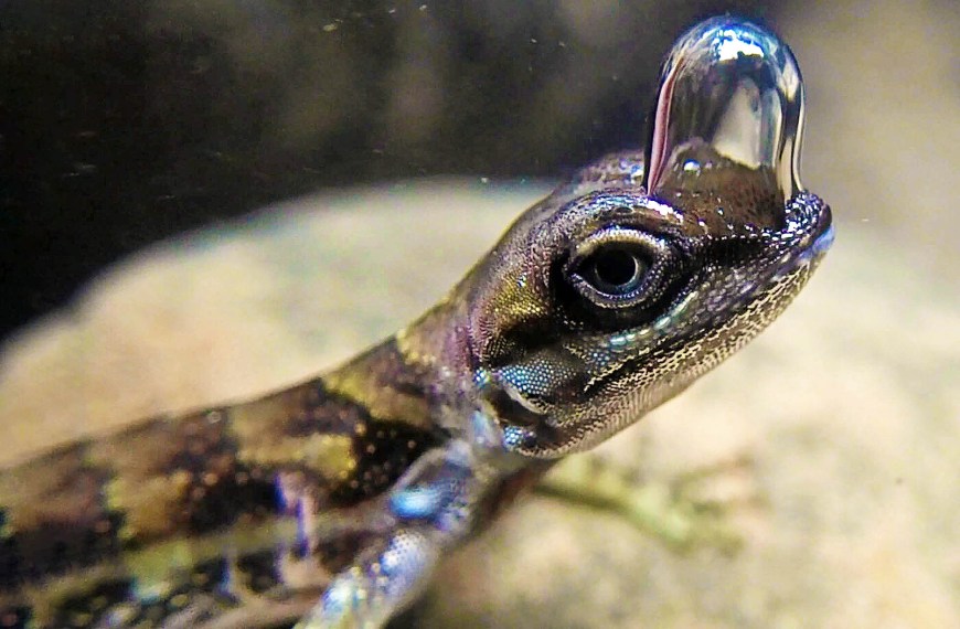 An Anolis aquaticus with a bubble on its nose.