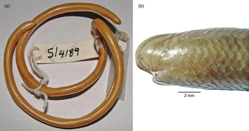 Wrays Gracile Blindsnake Letheobia wrayi Malonza 2024 