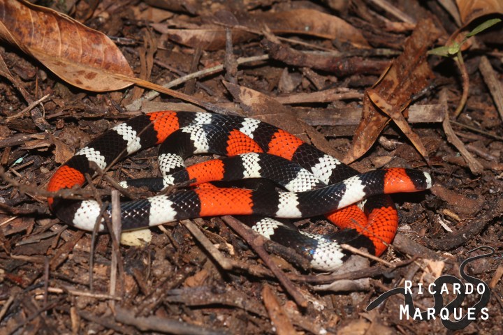 Micrurus ibibobpca By Ricardo Marques - Flcikr, CC BY 2.0, https://commons.wikimedia.org/w/index.php?curid=47978546