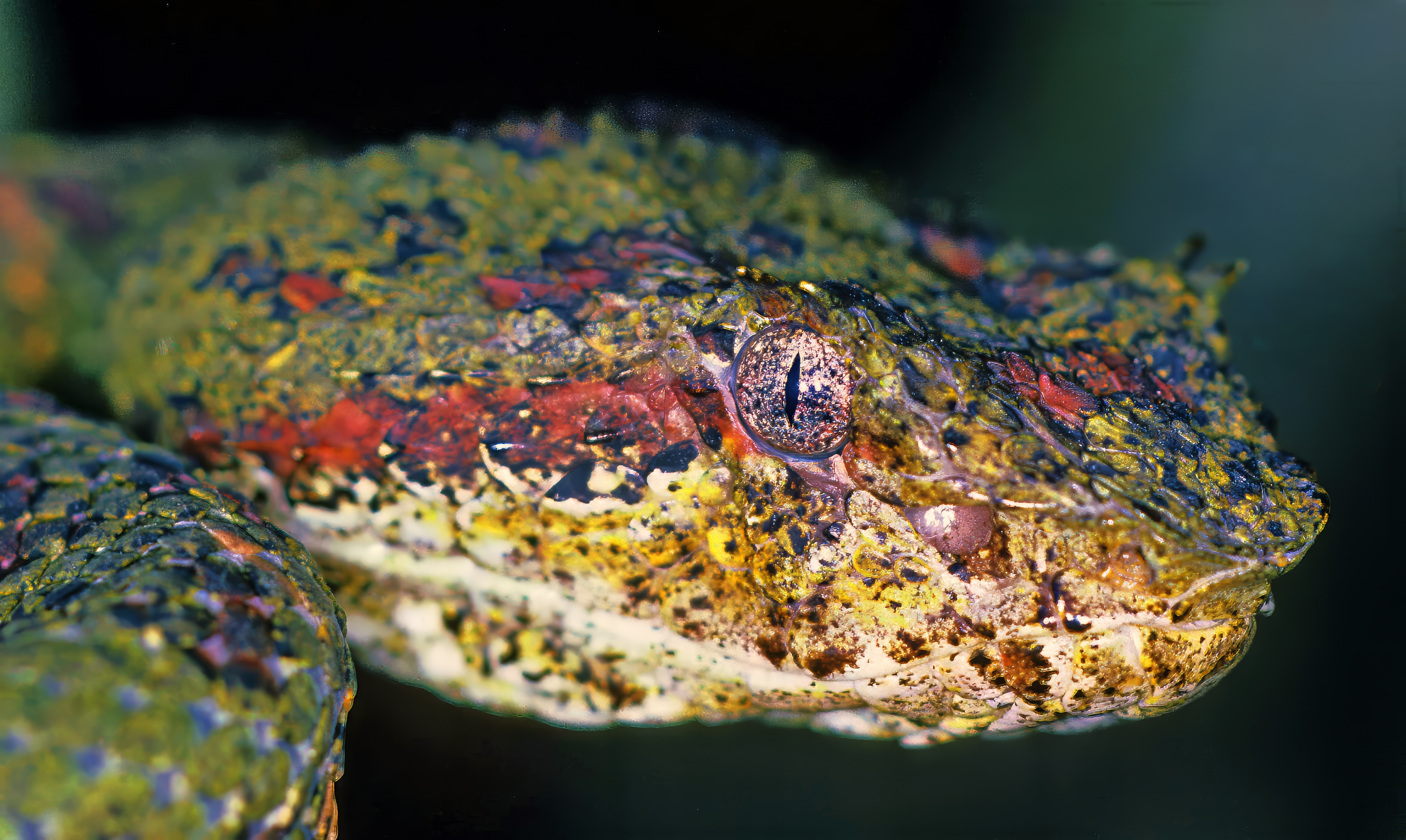 New snake species described in 2024. Part 1.