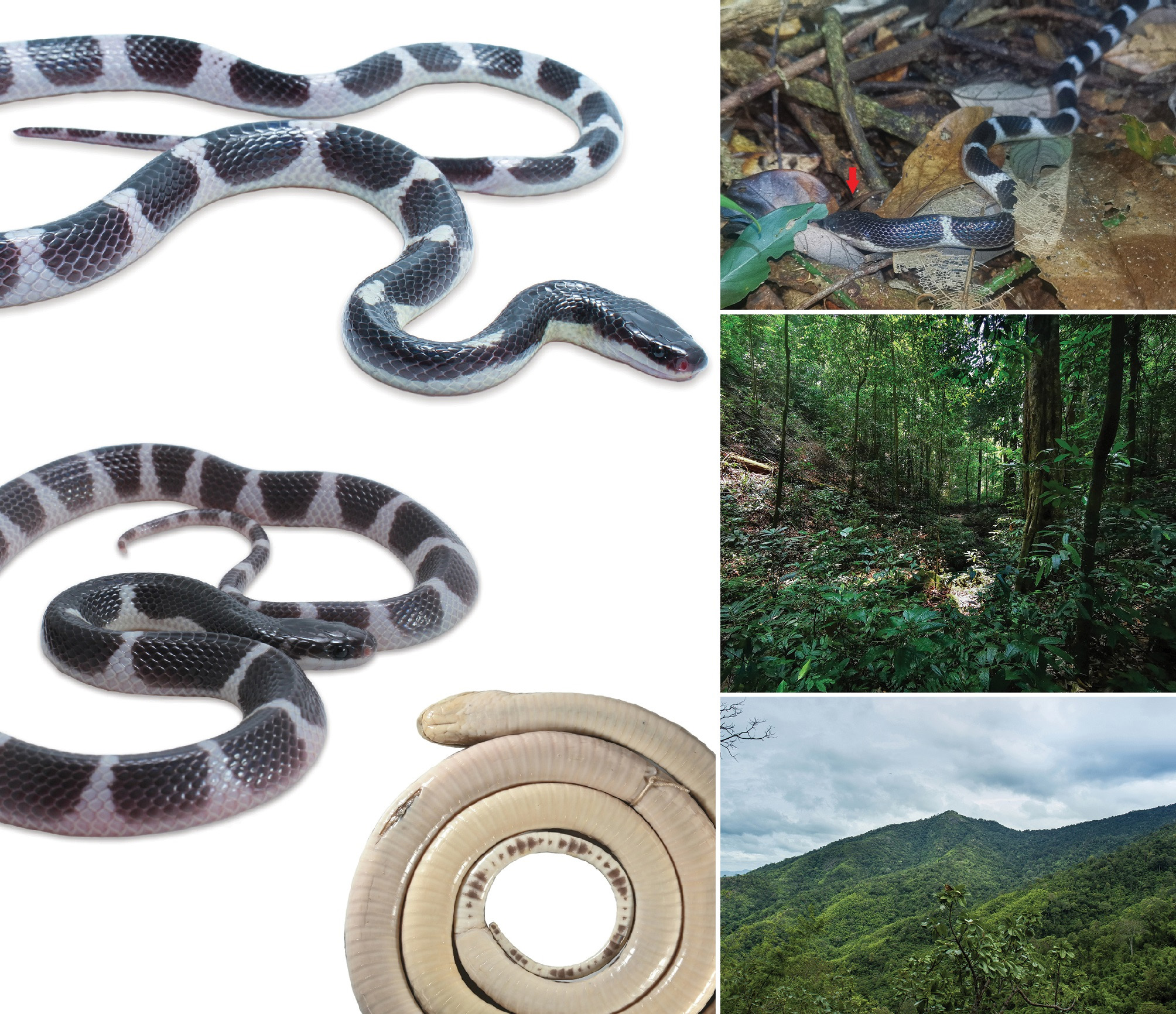 A new species of krait