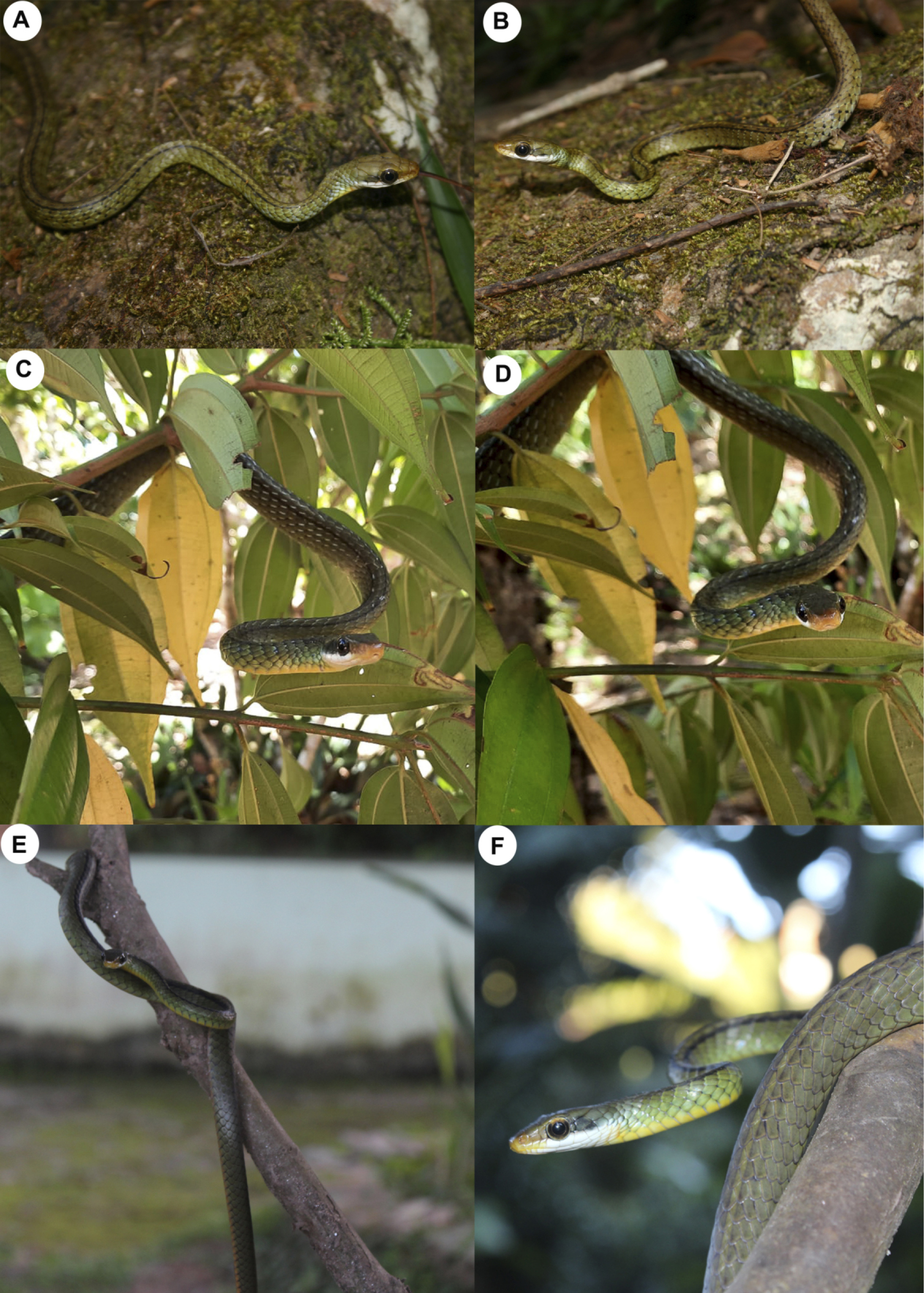 A plate showing  Chironius dracomaris Photos by IJ Roberto A B RC Gonzalez C D T Cavalcante E F