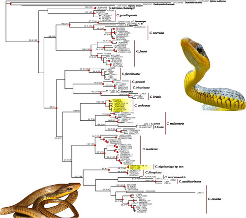 Phylogenetic relationships of Chironius taxa 