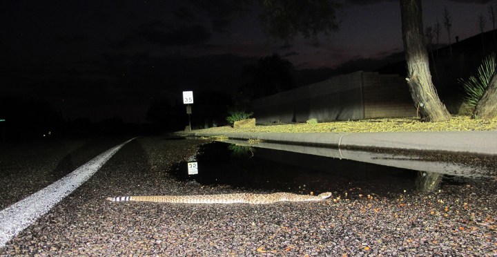 A western diamondback crossing the road.