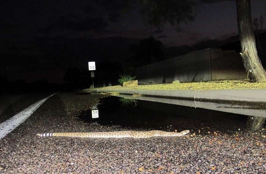 A western diamondback crossing the road.