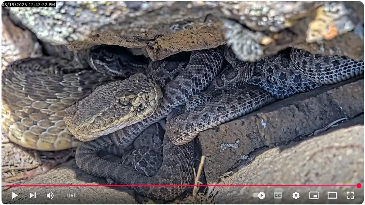 Uncover the Secret Lives of Snakes. Live streaming cameras look at rattlesnakes.