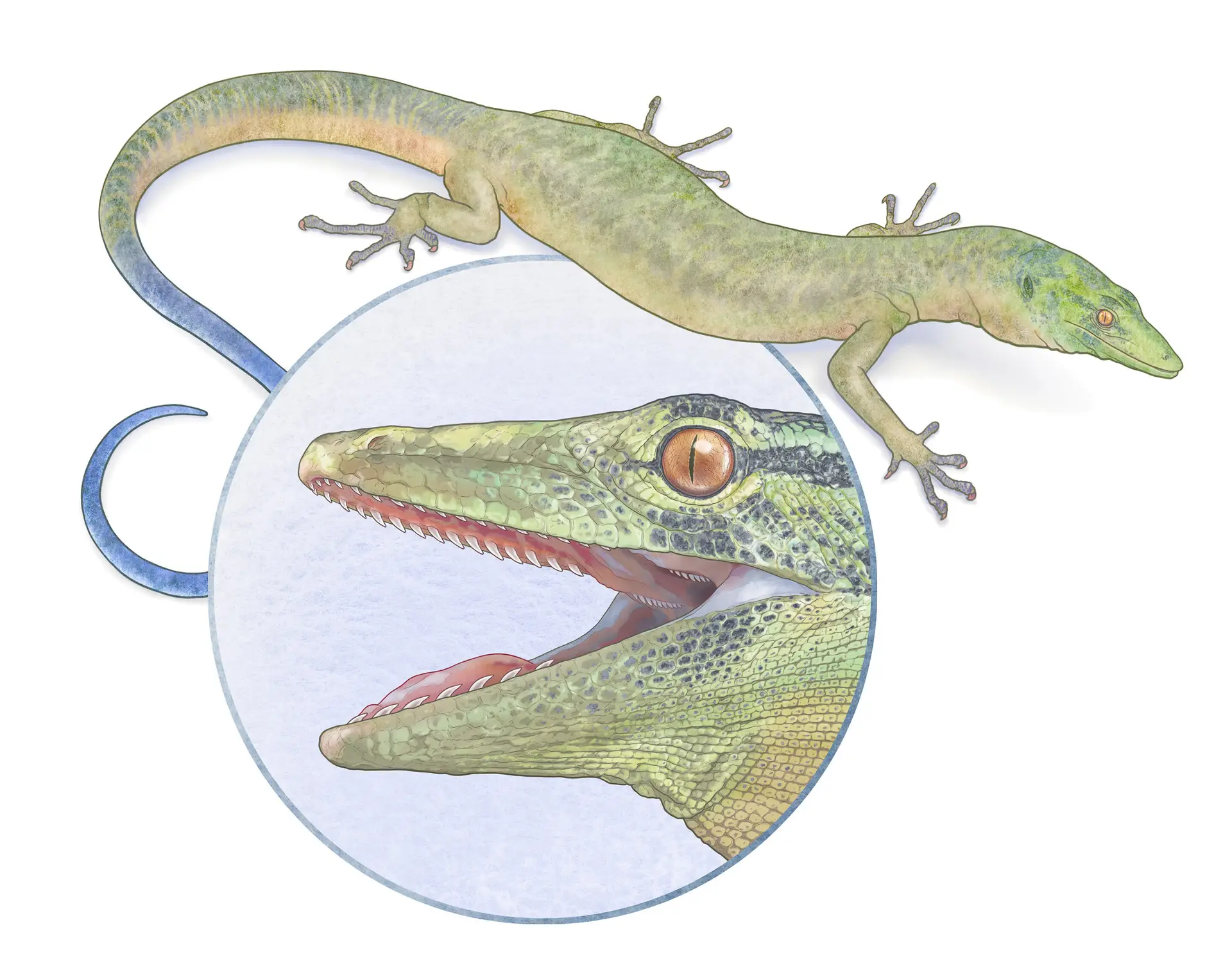 Jurassic reptile fossil discovery blurs the line between snake and lizard