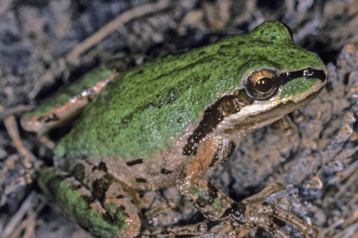The Pacific tree frog (Pseudacris regilla), also known as the Pacific chorus frog, has a range spanning the Pacific Northwest, from Northern California, Oregon, and Washington to British Columbia in Canada and extreme southern Alaska. They live from sea level to more than 10,000 feet in many types of habitats, reproducing in aquatic settings. They occur in shades of greens or browns and can change colors over periods of hours and weeks.