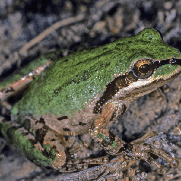 The Pacific tree frog (Pseudacris regilla), also known as the Pacific chorus frog, has a range spanning the Pacific Northwest, from Northern California, Oregon, and Washington to British Columbia in Canada and extreme southern Alaska. They live from sea level to more than 10,000 feet in many types of habitats, reproducing in aquatic settings. They occur in shades of greens or browns and can change colors over periods of hours and weeks.