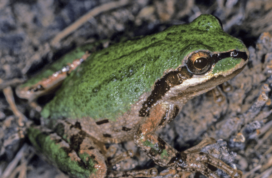 The Pacific tree frog (Pseudacris regilla), also known as the Pacific chorus frog, has a range spanning the Pacific Northwest, from Northern California, Oregon, and Washington to British Columbia in Canada and extreme southern Alaska. They live from sea level to more than 10,000 feet in many types of habitats, reproducing in aquatic settings. They occur in shades of greens or browns and can change colors over periods of hours and weeks.
