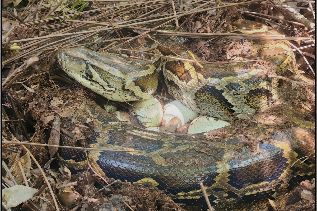 A female Burmese python with eggs.