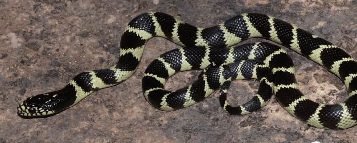 California Kingsnake from se Arizona