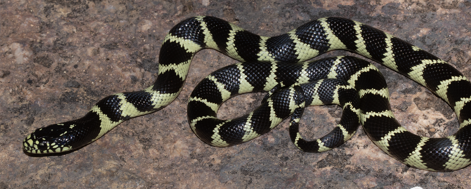 California Kingsnake from se Arizona